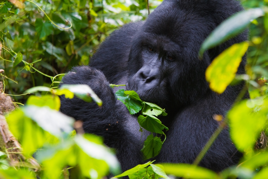 3 Days Bwindi Gorilla Habituation Trip