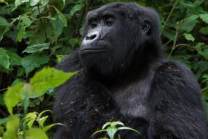 Murchison Falls Safari