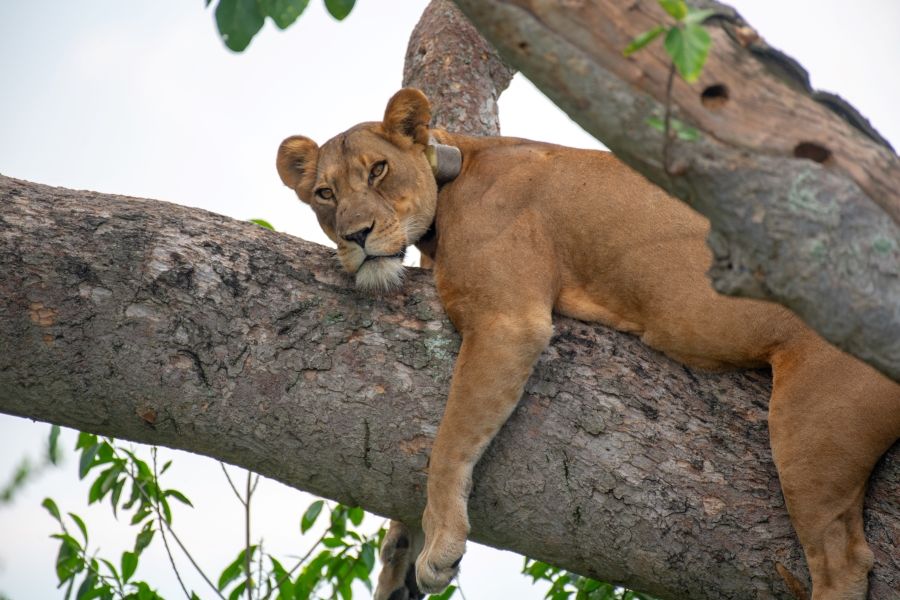 3-Day Ishasha Tree Climbing Lions